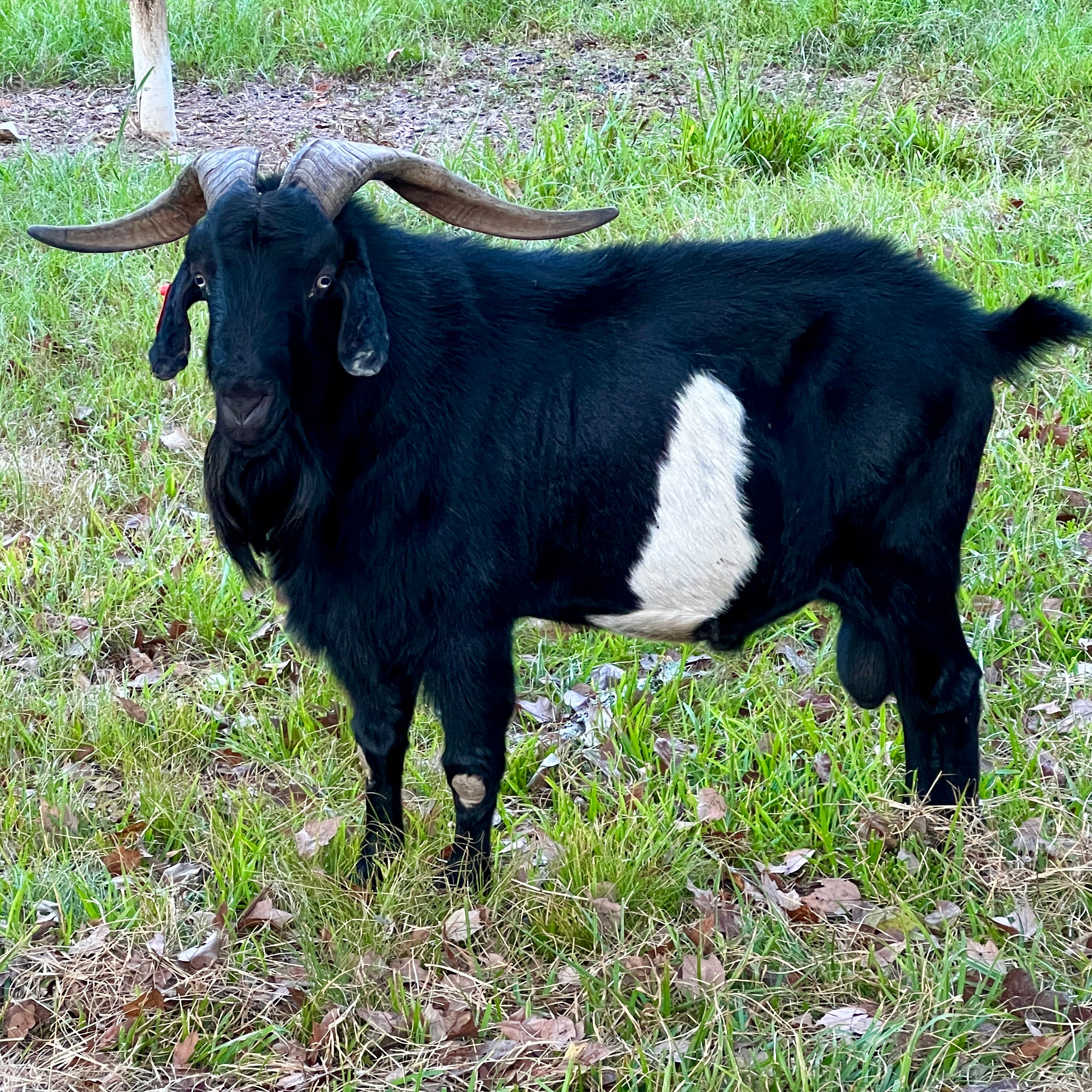 Kiko Goats for Sale!