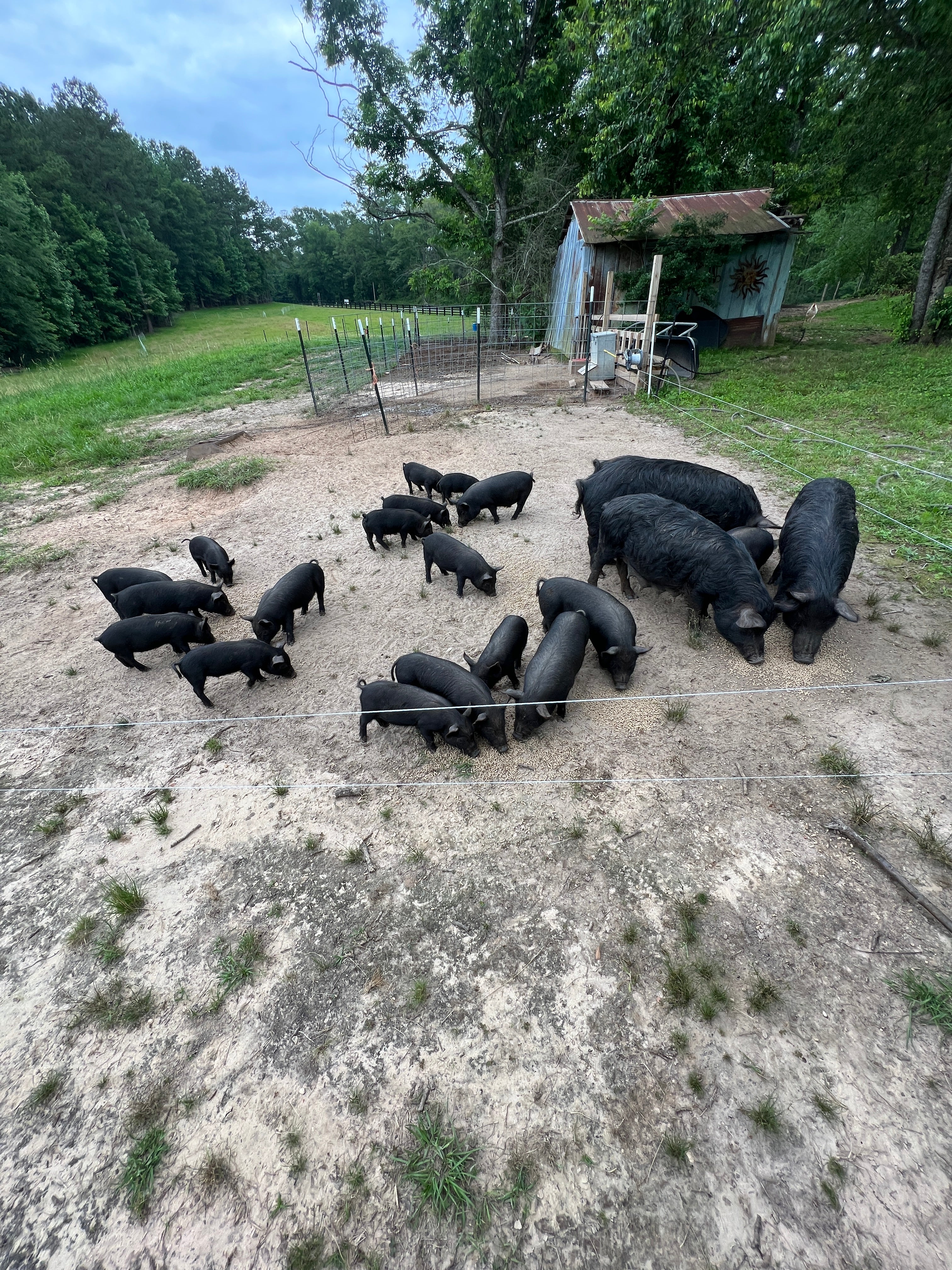 The American Guinea Hog: A Homesteader's Perfect Partner