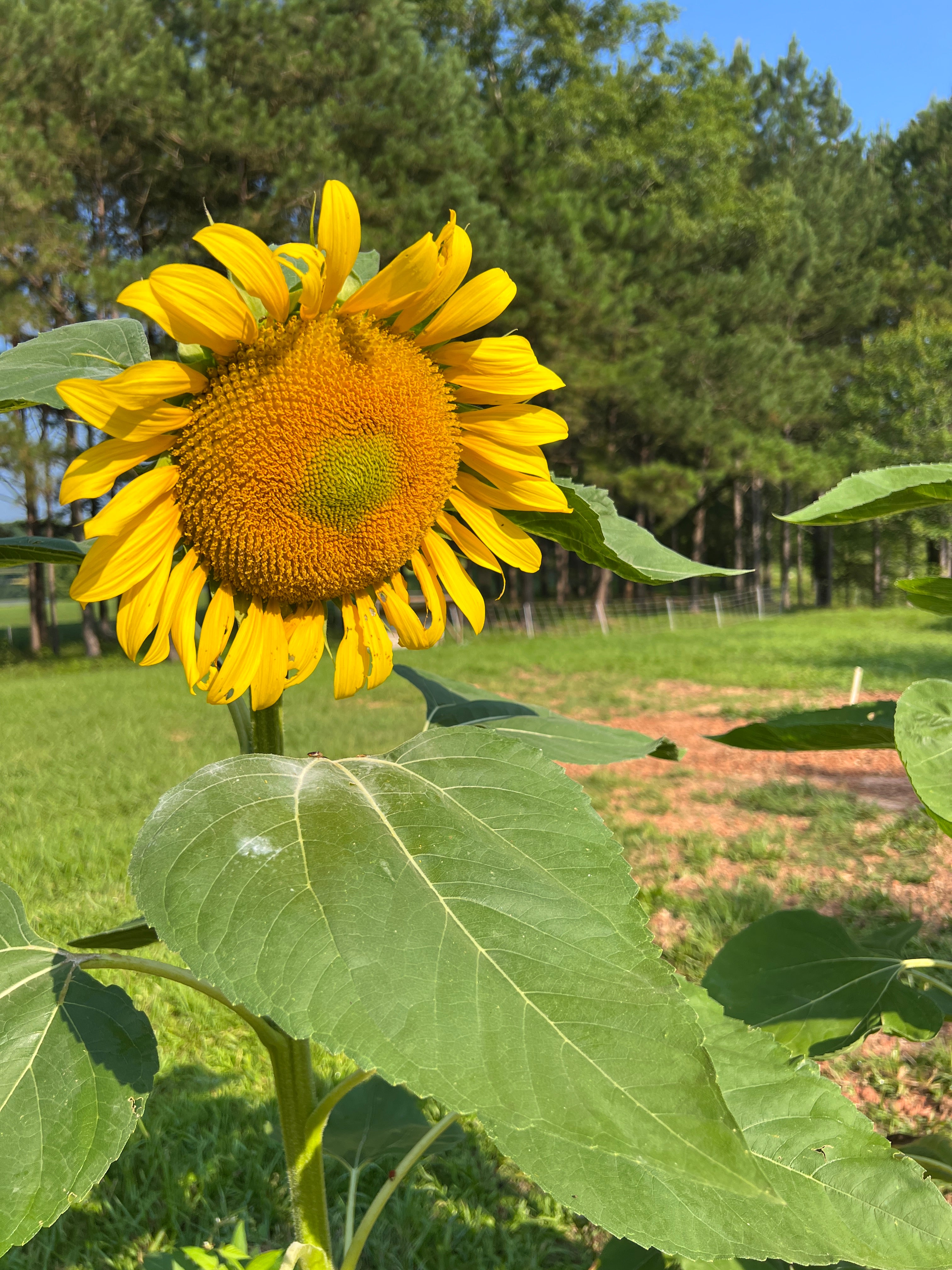 Bitcoin: A Farmer's Guide to the Future of Finance