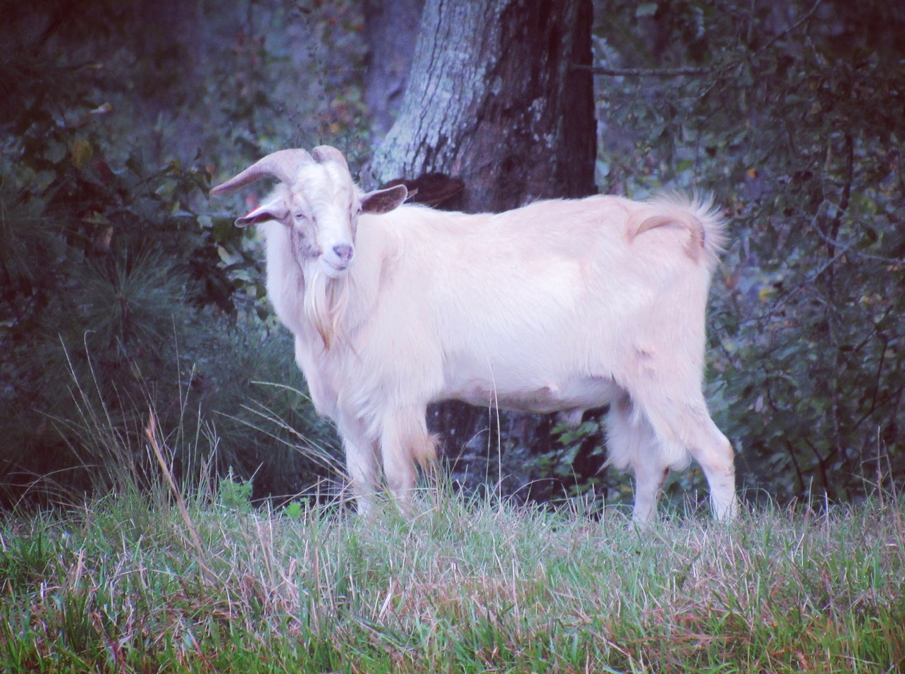 Kiko Goats: A Homesteader's Secret to Sustainable Farming