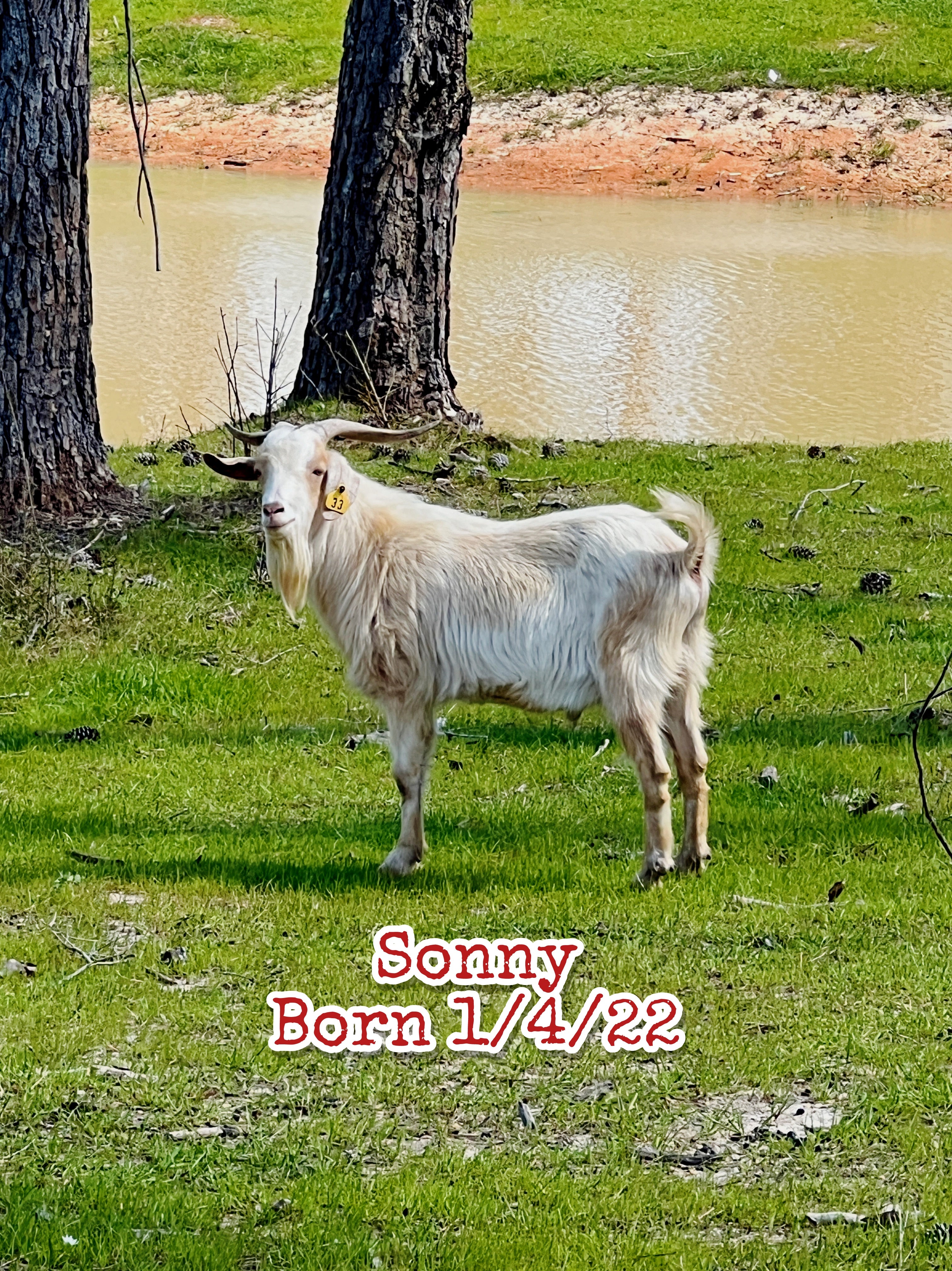 Sonny - Kiko Buck Born 1/4/22